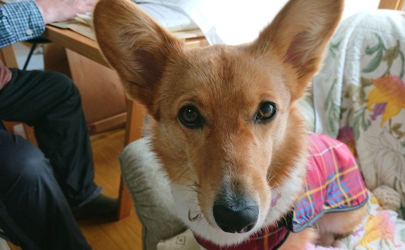 英語の窓 | English Window   |俳句（１）　